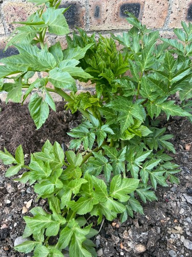 Angelica seeds 100 fresh - seeds,