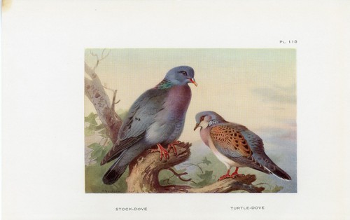 Stock dove and turtle - and, old