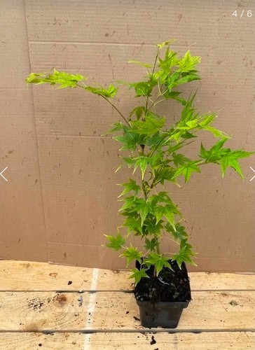 Acer palmatum sango kaku - acer,