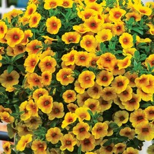 6 Trailing Calibrachoa Mango