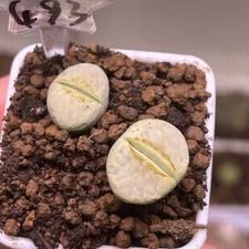 Exact Plant，2pcs C349A