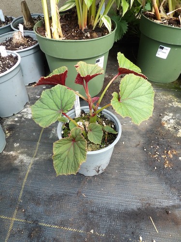Begonia red undies - begonia,