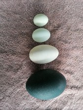 Assorted blown eggs. Bantam