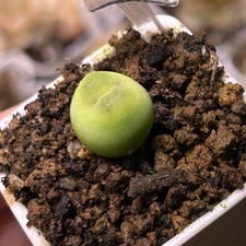 Exact Plant，Conophytum