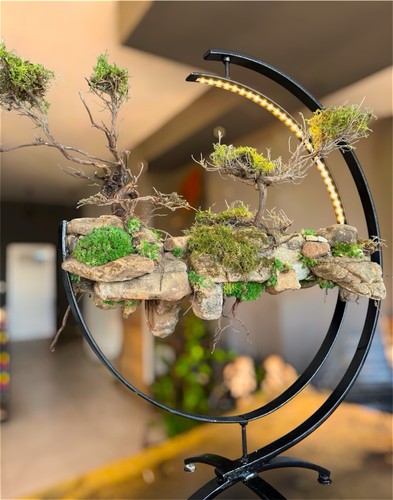 Bonsai tree and rock light - bonsai,
