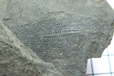 Permian fish fossil from