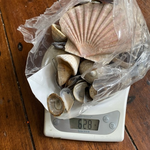 Sea shells mixed - shells,