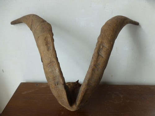 Vintage taxidermy large goat - taxidermy,