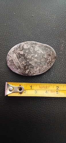 Crinoid fossil - crinoid,