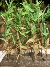 1/35 Corn Seedling Set Jf109B