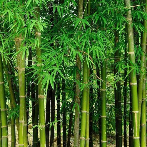 Giant bamboo seeds - giant, for
