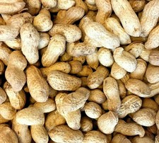 MONKEY NUTS / PEANUTS IN