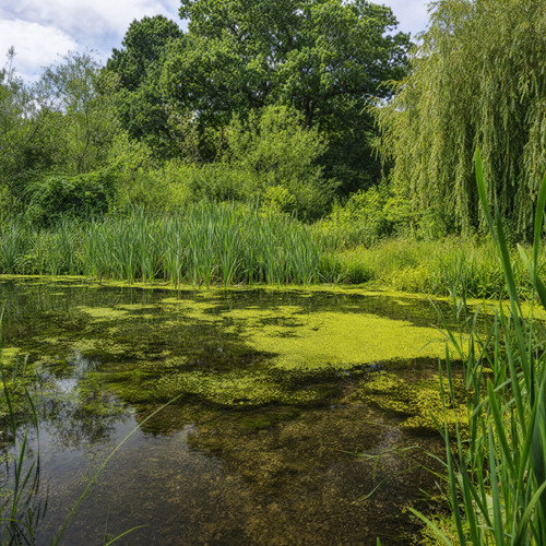 Live duckweed 500 grams - live,