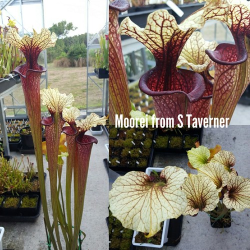 Sarracenia monster asbo - x,