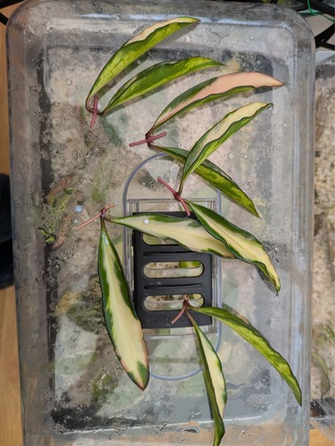 Hoya wayetti tricolour node - tricolour,