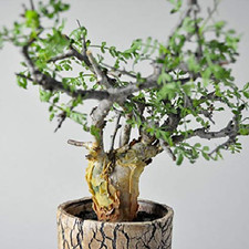 Guggul TREE  Commiphora wightii fragrant resin bonsai rare myrrh seed  5 seeds