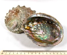 Two decorative Abalone shell halves, in raw unpolished state