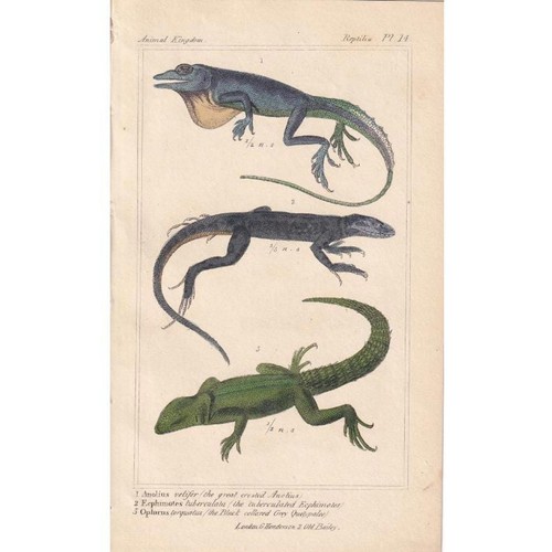 1834 anole iguana collared - 1834,