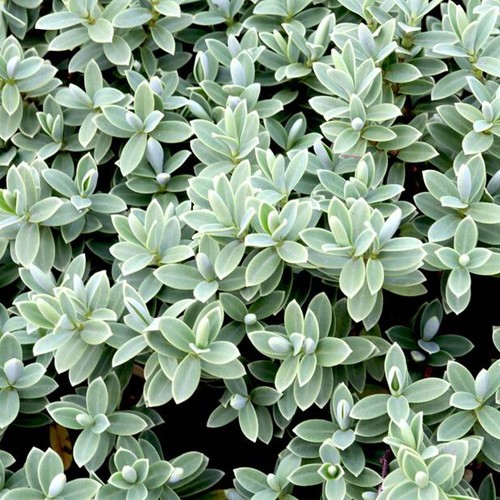 Hebe pagei shrubby veronica - shrubby,