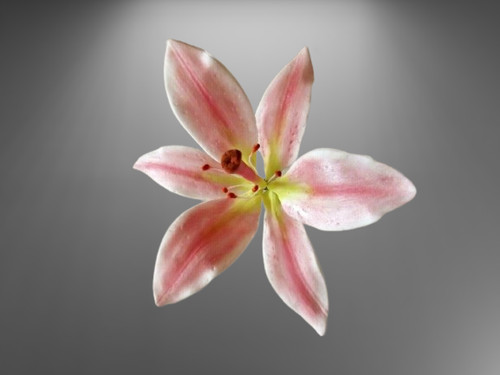 Sugar lily handmade - 1,