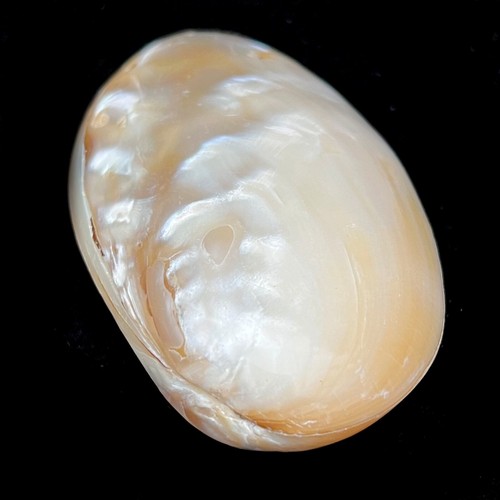Polished pearl river oyster - pearl,