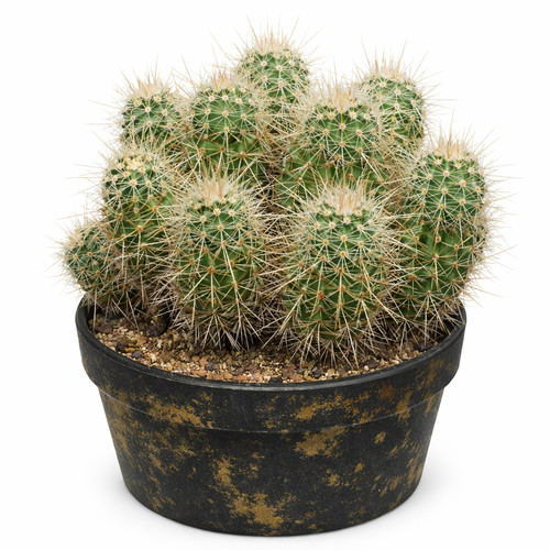 Echinocereus mombergerianus
