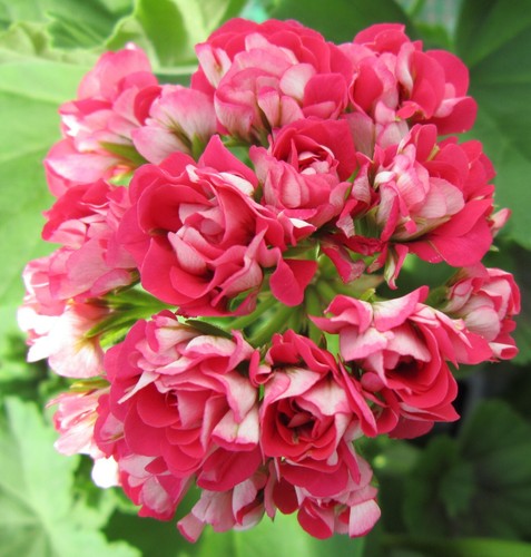 Pelargonium pink rambler - rambler,