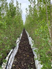 6ft Tall Garden Privet (Ligustrum ovalifolium) Pre Grown Hedge Instant  1m Long