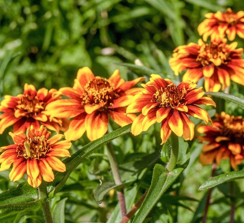 300x zinnia haageana old - zinnia,