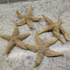 4 pcs Small Natural Dried Starfish Star Fish  Crafts Decor