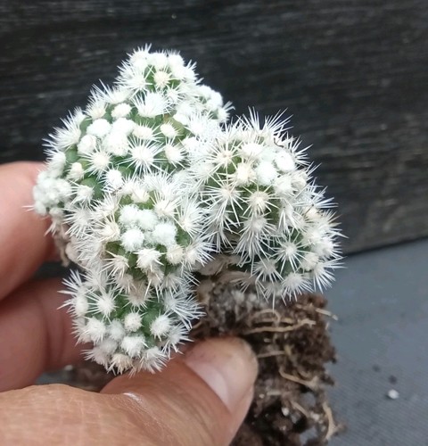 Mammillaria vetula subsp - vetula,
