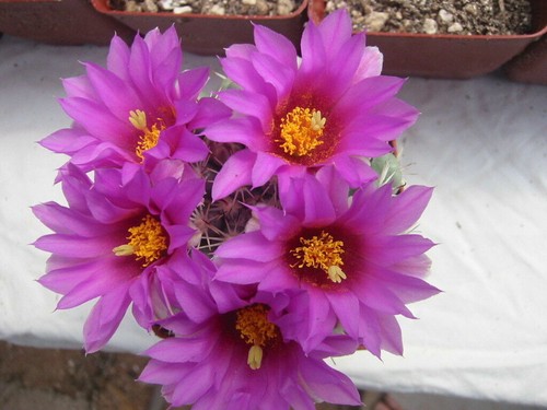 Thelocactus bicolor - , (3!)