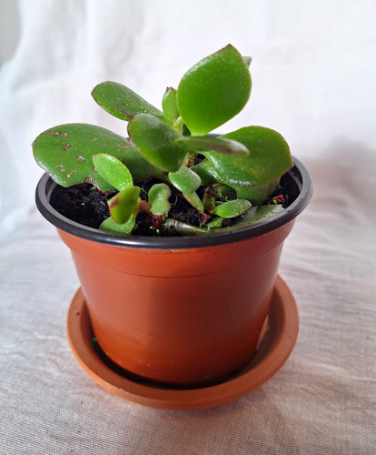 Jade plant crassula indoor - plant,