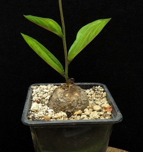 Adenia goetzei broad leave - adenia, (broad