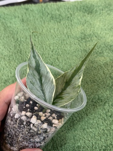 Hoya polyneura diem fairy - hoya,