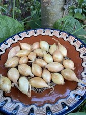 x 25 Shakespeare Autumn Planting Organic Onion Sets.Free Delivery.Grow Your Own