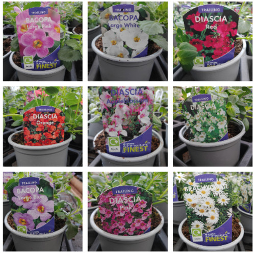Bedding hanging basket plant