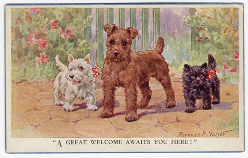 Irish westie terrier kitten - westie,