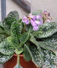 Streptocarpus Pretty Turtle