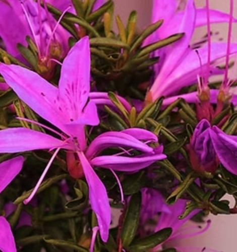 Beautiful flowering satsuki - beautiful,