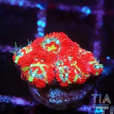 Tia lava yolk acan not - acan,