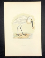 Original print by Morris