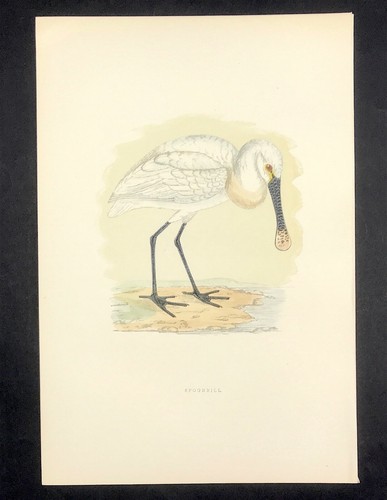 Original print morris - original, by