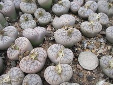 LITHOPS PSEUDOTRUNCATELLA