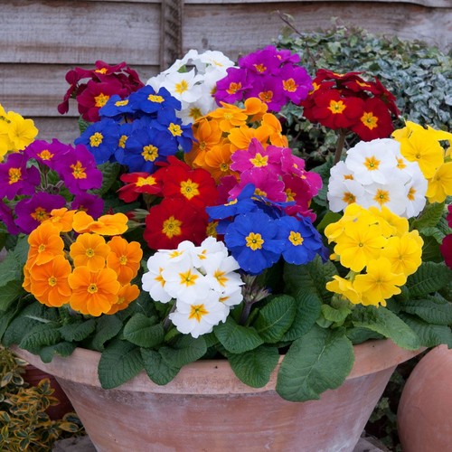 Polyanthus crescendo mixed - polyanthus, |