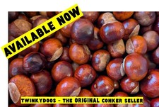 50 X Conkers (medium) Horse Chestnut Spider Repellent (2025 crop) LAST ONES