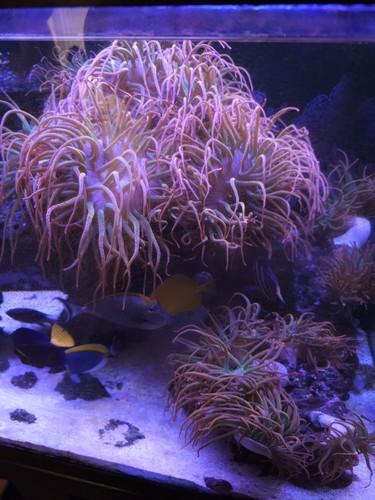 Rose bubble tip sea anemone - bubble,