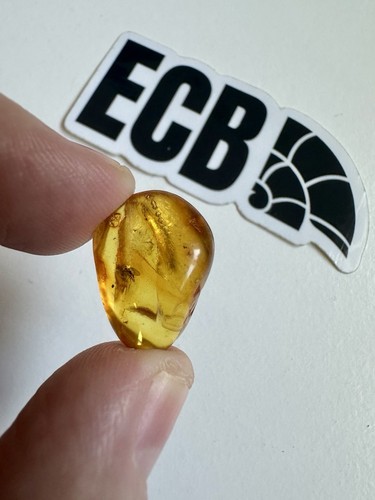 Baltic amber with gnat - baltic,