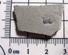 Cambrian Itagnostus Peronopsis