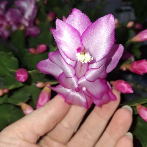 Christmas cactus pink - christmas,